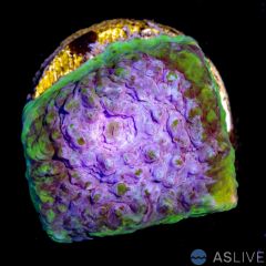 Mrs.Cookie Monster C10, WYSIWYG