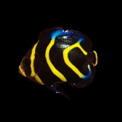 Bali Aquarich Captive Bred Cortez Angelfish Small