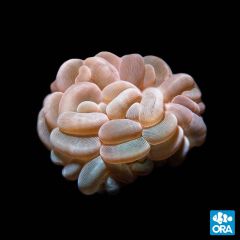 ORA Aquacultured Marshall Island Cream Bubble Coral
