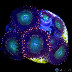 Candy Apple Zoanthid D04, WYSIWYG