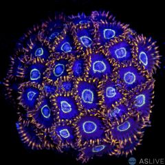 Rainbow Hornet Zoanthid D07 WYSIWYG