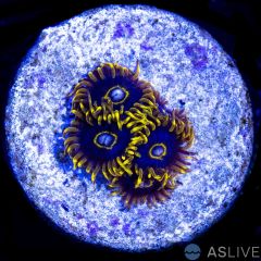 Blue Hornet Zoa D16 WYSIWYG