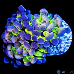 Splatter Stalk Hammer D32 WYSIWYG