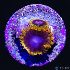 TSA Warp Drive Zoa D39, WYSIWYG