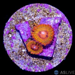 Speckled Krak Zoanthids