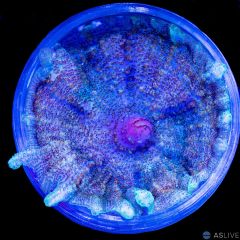 Rainbow Neglecta Mushroom WYSIWYG