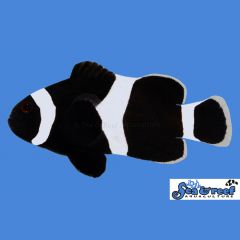 Sea & Reef Darwin Black Ocellaris Clownfish