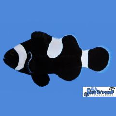 Sea & Reef Darwin Misbar Clownfish