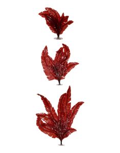 Red Marine Seaweed