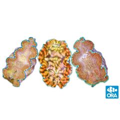 ORA Aquacultured Derasa Clam (Tridacna derasa)