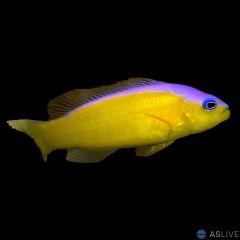 Purple Strip Dottyback (Pseudochromis diadema)