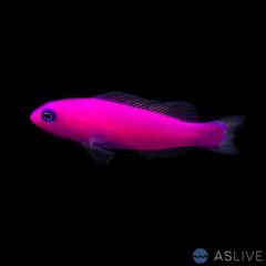 Magenta Dottyback (Pseudochromis porphyreus)