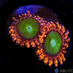 Electric Oompa Loompa Zoa