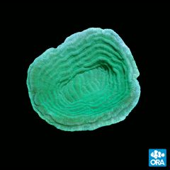 ORA Aquacultured Marshall Island Elephant Skin (Pachyseris Sp.)