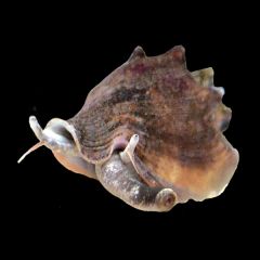 Fighting Conch, Strombus alatus