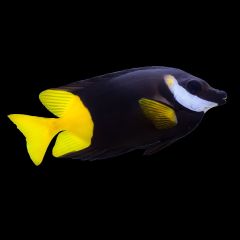 Bicolored foxface (Siganus uspi)