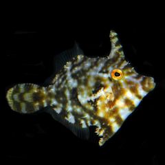 Aiptasia Eating File - Acreichthys tomentosus