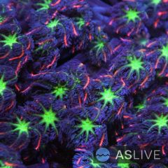 Firework Clove Polyps