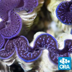 ORA Aquacultured First Grade Maxima Clam (T. maxima)