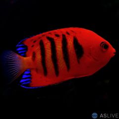 Flame Angel (Centropyge loricula)
