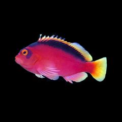 Flame Hawkfish (Neocirrhites armatus)