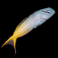Captive Bred Biota Forktail Blenny