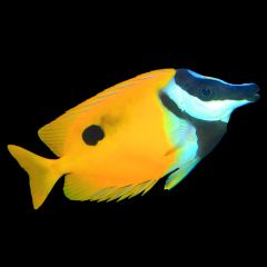 Black Spot Foxface (Rabbit Fish), Siganaus unimaculatus