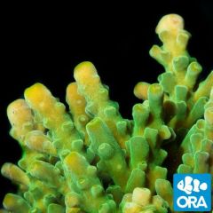ORA Aquacultured Frogskin (Acropora sp.)