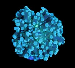 Green Frogspawn - WYSIWYG