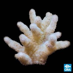 ORA Aquacultured Marshall Island Fuzzy Lobo