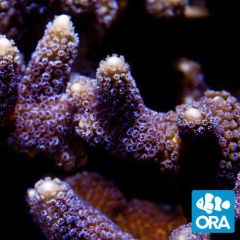 ORA Aquacultured German Blue Montipora Digitata