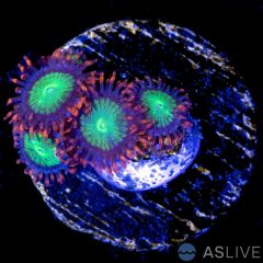 Goblins on Fire Zoanthid D06, WYSIWYG