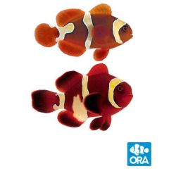 ORA Captive Bred Goldflake Maroon Clownfish Pair