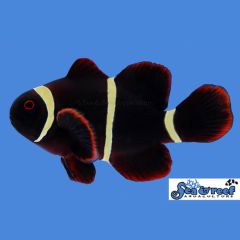 Gold Stripe Maroon Clownfish