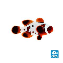 ORA Captive Bred GoldxLightning Maroon Clownfish