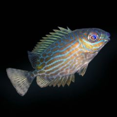 Captive Bred Biota Golden Lined Rabbitfish