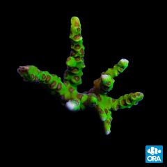 ORA Aquacultured Neon Green Anacropora