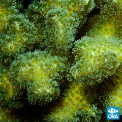 ORA Aquacultured Green Pocillopora Damicornis