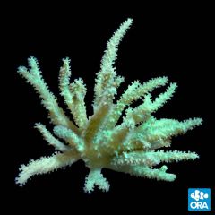 ORA Aquacultured Green Sinularia