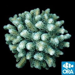 ORA Aquacultured Green Birdsnest, Seriatopora guttatus