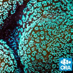 ORA Aquacultured Green Stylophora