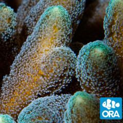 ORA Aquacultured Green Tip Orange Birdsnest, Seriatopora sp.
