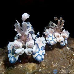 Harlequin Shrimp - Hymenocera picta