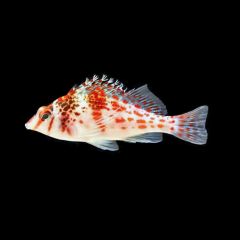Falco Hawkfish (Cirrhitichthys falco)