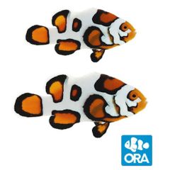 ORA Captive Bred Helmet Picasso Clownfish Pair