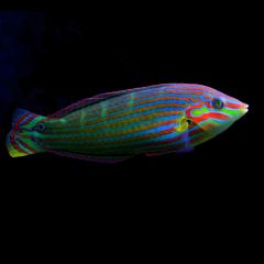 Melanurus (Hoeven's) Wrasse, Halichoeres melanurus - Male