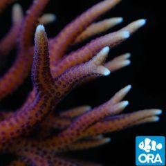 ORA Aquacultured Hyacinth Birdsnest (Seriatopora hystrix)