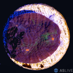 ASL Avatar Chalice A68 WYSIWYG