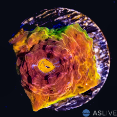 ASL Rainbow Chalice A52 WYSIWYG