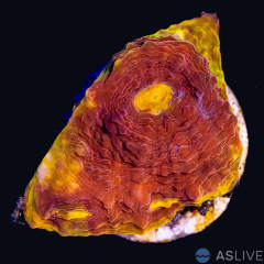 ASL Rainbow Chalice A08 WYSIWYG